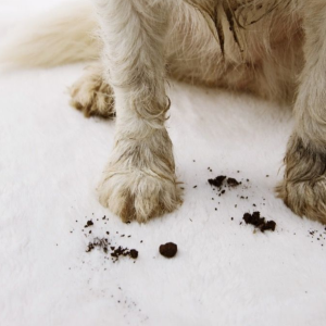 Pet stains on carpet