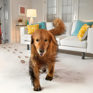 Pet stains on carpet