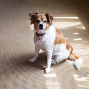 Pet stains on carpet