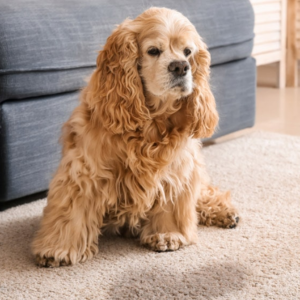 Pet stains on carpet