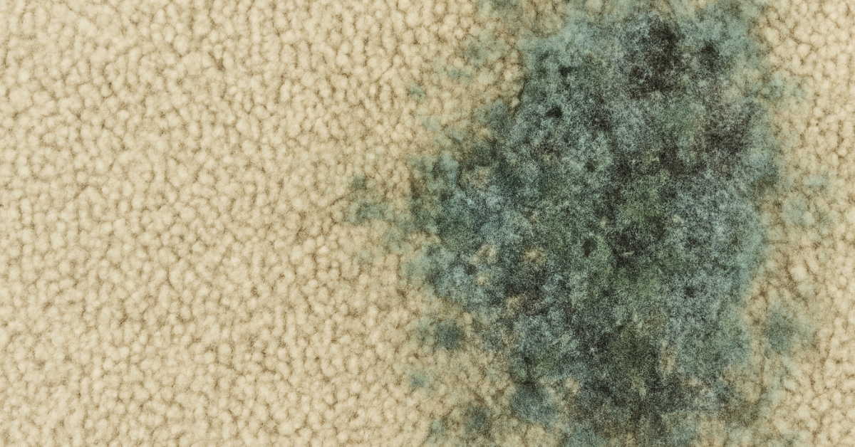 Mold on beige carpet